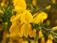 Cytisus scoparius 12, Brem, Saxifraga-Rudmer Zwerver