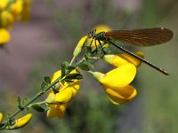 Cytisus scoparius 13, Brem, Saxifraga-Peter Meininger