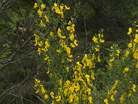 Cytisus scoparius 14, Brem, Saxifraga-Willem van Kruijsbergen