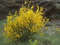 Cytisus scoparius 16, Brem, Saxifraga-Willem van Kruijsbergen