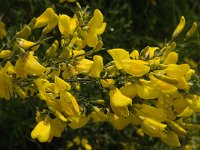 Cytisus scoparius 19, Brem, Saxifraga-Jan van der Straaten