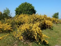 Cytisus scoparius 22, Brem, Saxifraga-Ed Stikvoort