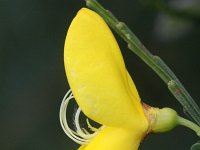 Cytisus scoparius 23, Brem, Saxifraga-Rutger Barendse