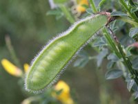 Cytisus scoparius 24, Brem, Saxifraga-Rutger Barendse