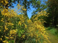 Cytisus scoparius 26, Brem, Saxifraga-Ed Stikvoort