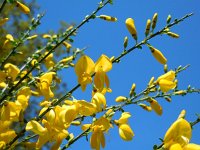 Cytisus scoparius 29, Brem, Saxifraga-Ed Stikvoort