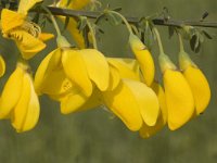 Cytisus scoparius 3, Brem, Saxifraga-Jan van der Straaten