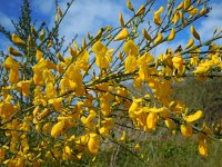 Cytisus scoparius 31, Brem, Saxifraga-Ed Stikvoort