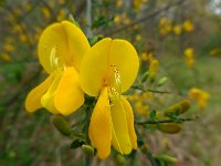 Cytisus scoparius 33, Brem, Saxifraga-Ed Stikvoort