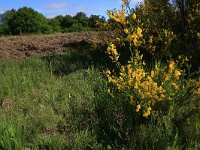 Cytisus scoparius 35, Brem, Saxifraga-Hans Boll