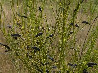 Cytisus scoparius 38, Brem, Saxifraga-Jan van der Straaten