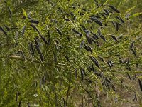 Cytisus scoparius 40, Brem, Saxifraga-Jan van der Straaten