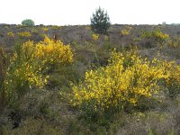 Cytisus scoparius 41, Brem, Saxifraga-Ed Stikvoort