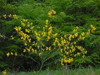 Cytisus scoparius 42, Brem, Saxifraga-Ed Stikvoort