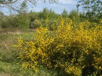 Cytisus scoparius 44, Brem, Saxifraga-Jan van der Straaten