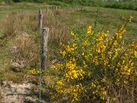 Cytisus scoparius 46, Brem, Saxifraga-Jan van der Straaten