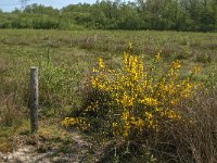 Cytisus scoparius 48, Brem, Saxifraga-Jan van der Straaten