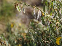 Cytisus scoparius 5, Brem, Saxifraga-Piet Zomerdijk