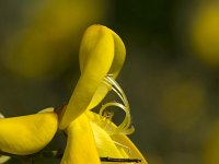 Brem  Common Broom (Cytisus scoparius) close-up; also known as Scotch broom : Growth, Summer, Summertimecose-up, closeup, close up, macro, yellow, flora, floral, flower, flowering, vascular, plant, color colour, colorful, colourful, vertical