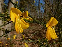 Cytisus scoparius 53, Brem, Saxifraga-Ed Stikvoort