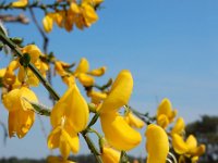 Cytisus scoparius 56, Brem, Saxifraga-Ed Stikvoort