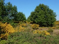 Cytisus scoparius 57, Brem, Saxifraga-Ed Stikvoort