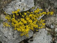 Cytisus scoparius 6, Brem, Saxifraga-Willem van Kruijsbergen