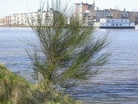 Cytisus scoparius 7, Brem, Saxifraga-Peter Meininger