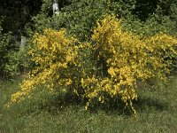 Cytisus scoparius 72, Brem, Saxifraga-Willem van Kruijsbergen