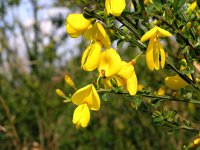 Cytisus scoparius 8, Brem, Saxifraga-Hans Dekker