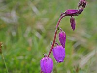 Daboecia cantabrica 11, Saxifraga-Jeroen Willemsen