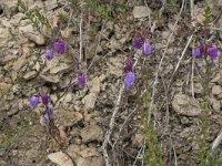 Daboecia cantabrica 16, Saxifraga-Willem van Kruijsbergen