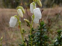 Daboecia cantabrica 2, Saxifraga-Ed Stikvoort