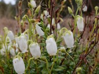 Daboecia cantabrica 7, Saxifraga-Ed Stikvoort