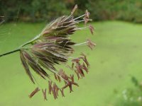 Dactylis glomerata, Orchard-grass