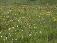 Dactylorhiza elata 2, Grote rietorchis, Saxifraga-Willem van Kruijsbergen