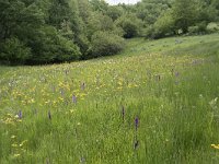 Dactylorhiza elata 4, Grote rietorchis, Saxifraga-Willem van Kruijsbergen