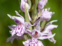 Dactylorhiza fuchsii 2, Bosorchis, Saxifraga-Sonja Bouwman  1013. Bosorchis - Dactylorhiza fuchsii - Orchidaeceae familie (i) Wijlre