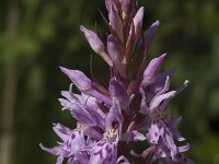 Dactylorhiza fuchsii 1, Bosorchis, Saxifraga-Jan van der Straaten