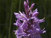 Dactylorhiza fuchsii 10, Bosorchis, Saxifraga-Marijke Verhagen