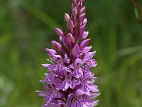 Dactylorhiza fuchsii 11, Bosorchis, Saxifraga-Willem van Kruijsbergen