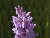 Dactylorhiza fuchsii 12, Bosorchis, Saxifraga-Marijke Verhagen