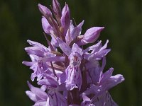 Dactylorhiza fuchsii 13, Bosorchis, Saxifraga-Marijke Verhagen