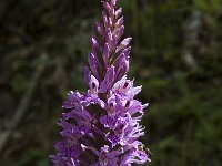 Dactylorhiza fuchsii 14, Bosorchis, Saxifraga-Jan van der Straaten