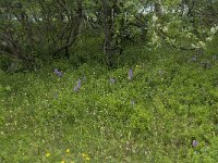 Dactylorhiza fuchsii 15, Bosorchis, habitat, Saxifraga-Willem van Kruijsbergen