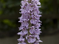 Dactylorhiza fuchsii 16, Bosorchis, Saxifraga-Willem van Kruijsbergen