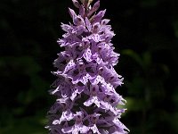 Dactylorhiza fuchsii 19, Bosorchis, Saxifraga-Jan van der Straaten