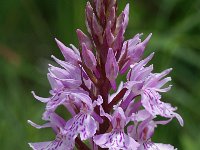 Dactylorhiza fuchsii 2, Bosorchis, Saxifraga-Willem van Kruijsbergen