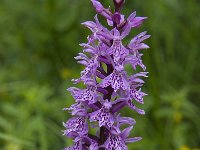 Dactylorhiza fuchsii 20, Bosorchis, Saxifraga-Willem van Kruijsbergen