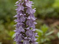 Dactylorhiza fuchsii 21, Bosorchis, Saxifraga-Willem van Kruijsbergen